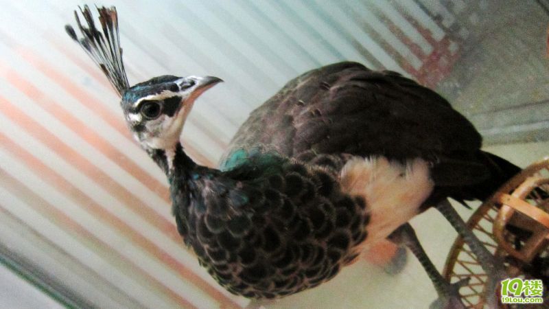 小公蓝孔雀出售(四个月)从小家养,不怕人,吃肉