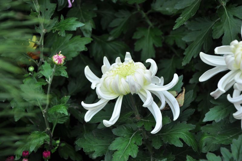 Behti+Hawa+Sa+Tha+Woh-人像派-19摄区-杭州