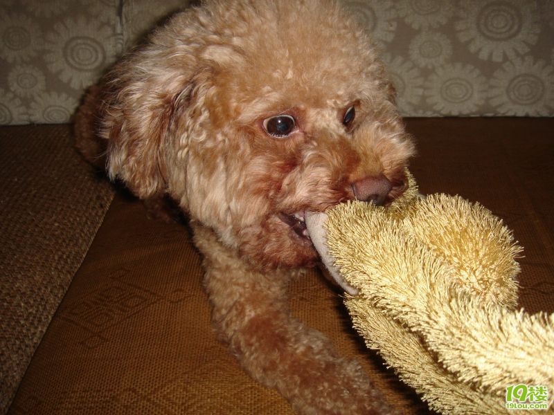 红贵宾帅哥<em>找靓妹</em>-家有宠物-杭州19楼