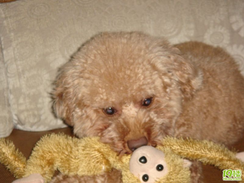 红贵宾帅哥<em>找靓妹</em>-家有宠物-杭州19楼