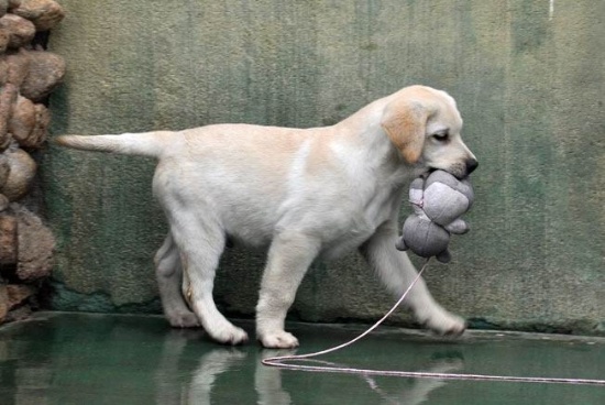 大头宽嘴导盲犬小Q后代黑色米黄色拉布拉多出