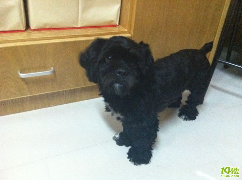 黑色贵宾杂交狗狗、出售-闲置二手交易(原)-杭