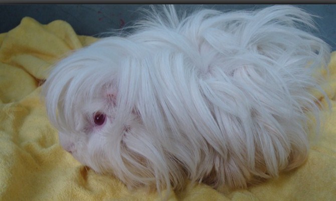 杭州逆毛、泰迪卷毛豚鼠\\天竺鼠\\荷兰猪\\开始