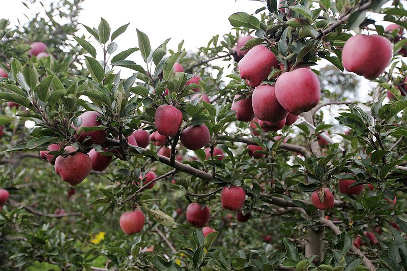 9月20日,甘肃天水的花牛苹果-边走边拍-杭州1