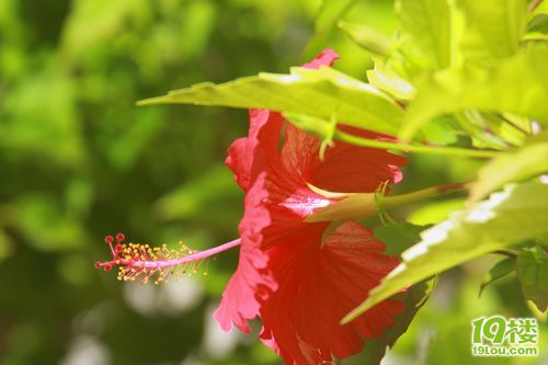 ʷȫ๥ Saipan