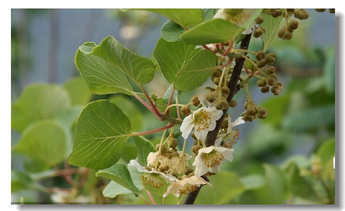 丽丽有机生态食品_又到猕猴桃成熟时。猕猴桃