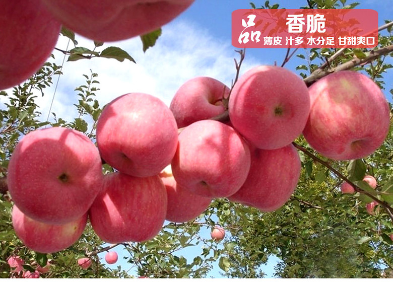 山西吉县苹果十斤装_杭州19楼