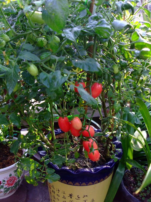 盆栽圣女果值得尝试!-摄影部落-湖州19楼