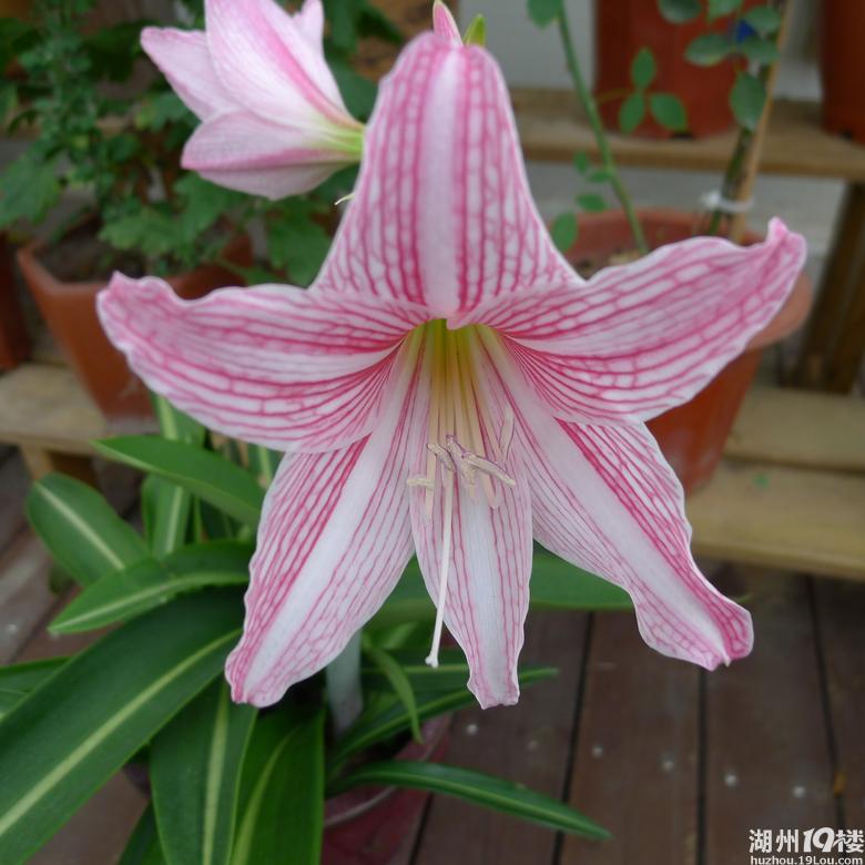 我是阳台控朱顶红开花了