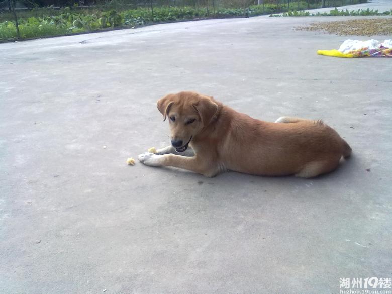 狗为啥会吃甘蔗 middle_114234_duaiudoc_3cede4caede28089ee3e29de8b592018.jpg