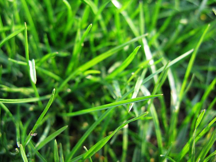 [寻找春天](B)春来草自青