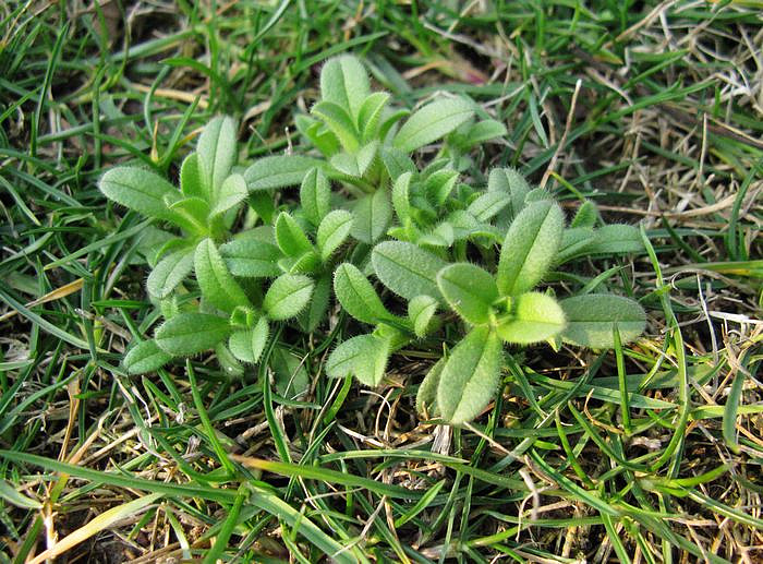 [寻找春天](B)春来草自青-我爱旅游-湖州19楼