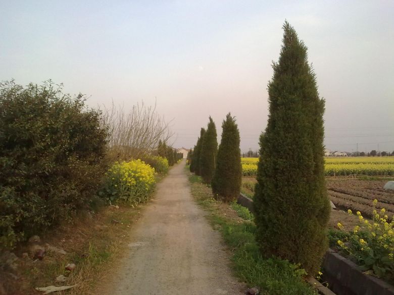 田野的春天-摄影部落-湖州19楼