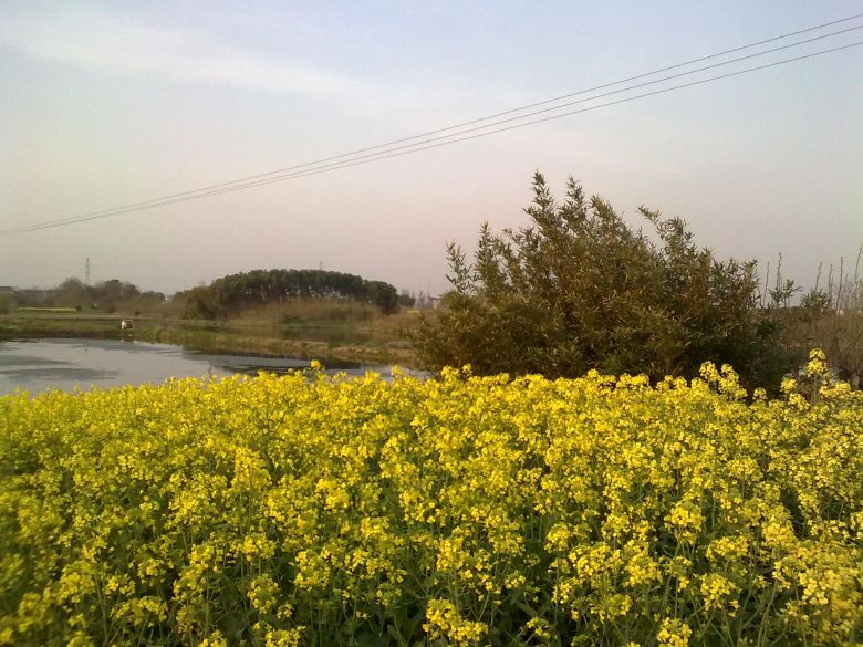 田野的春天-摄影部落-湖州19楼