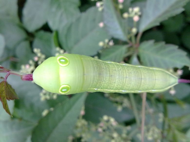 别怕。虫儿-摄影部落-湖州19楼