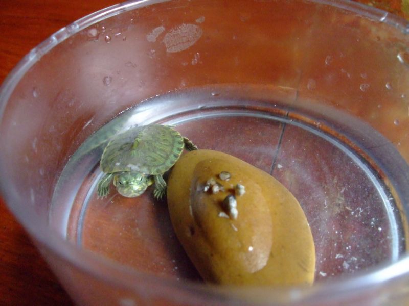 小龟吃早点-我拍我秀-摄影部落-湖州19楼