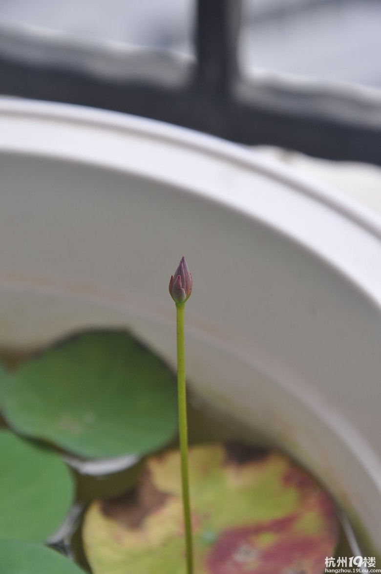 花鸟鱼虫~碗莲~在碗莲吧里看到一个逆天的 没长立叶先有花苞