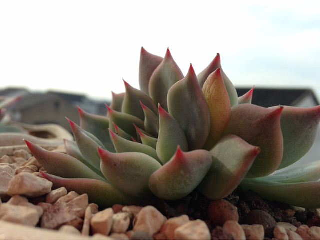 红尖尖很漂亮～