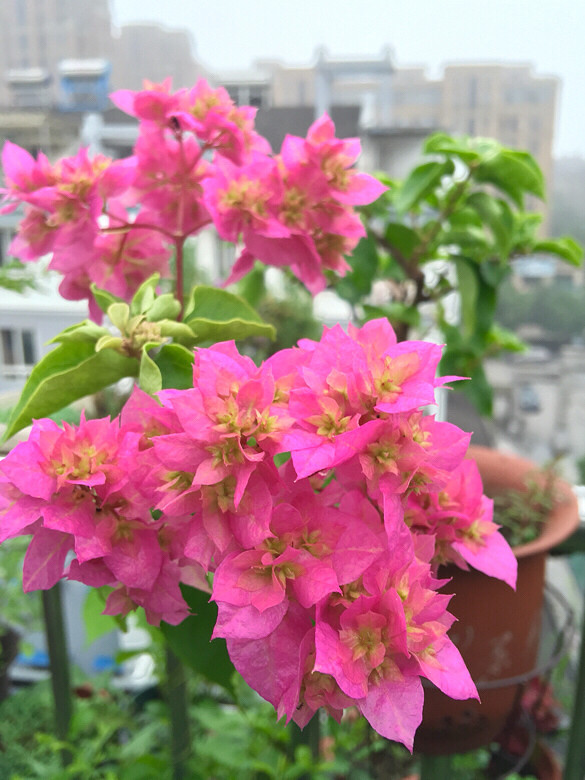 重瓣三角梅-西施