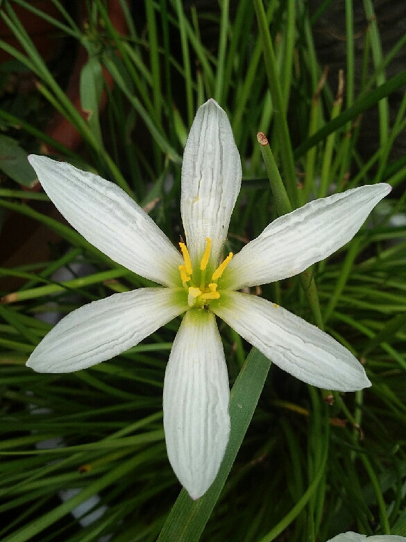 今年第一次开的白色风雨兰