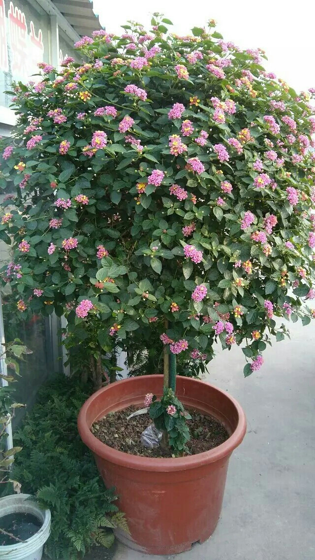 五色梅