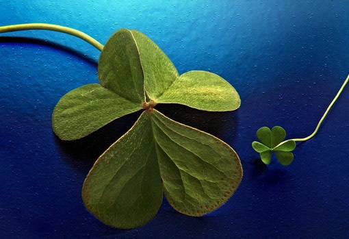 �����÷ϵ��������ֿ�ݷѰ�˹�ٷ�