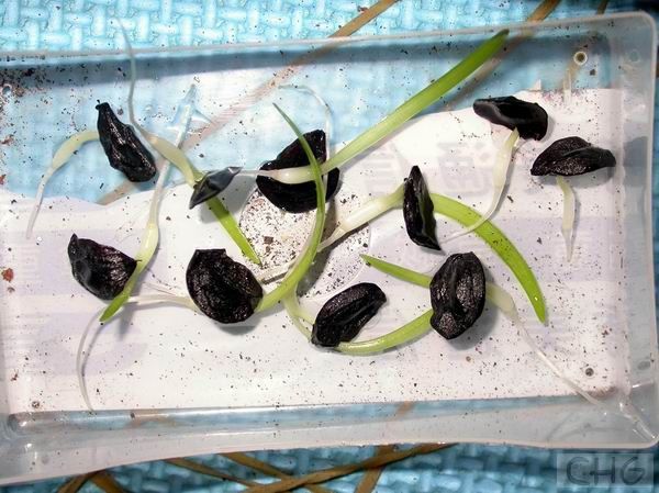 朱顶红播种帖:朱顶红种子没了