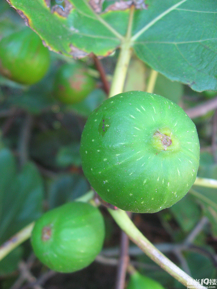 新西兰水果 无花果vs斐济果-吃喝地图-嘉兴19楼