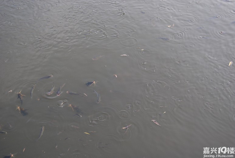 天气闷热、市区小河、鱼儿重现江湖-讲空头-嘉