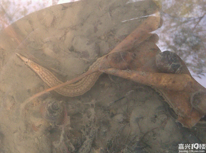 湘家荡不明鱼类,求教!-讲空头-嘉兴19楼