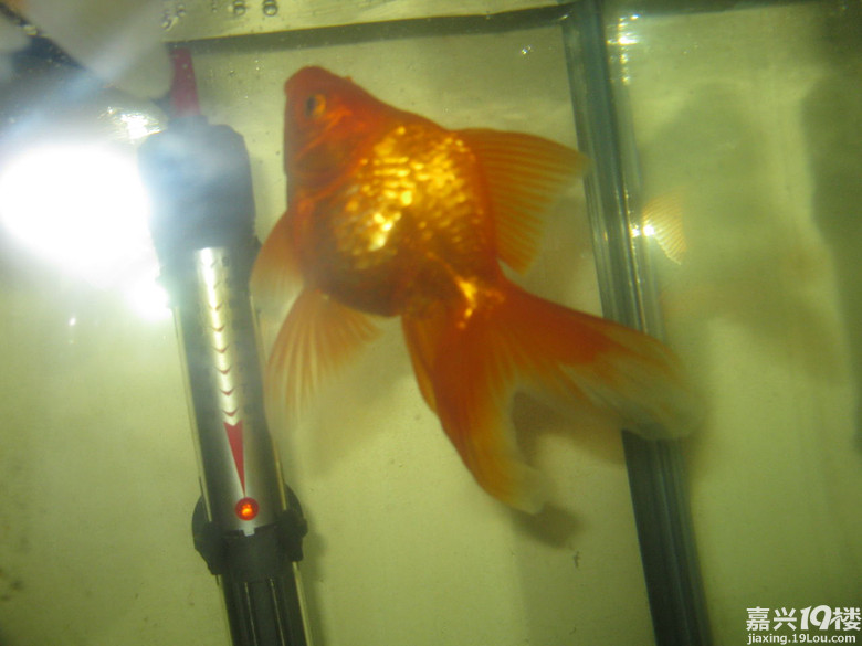 加热棒变成热得快,观赏鱼变水煮鱼-我也来侃侃