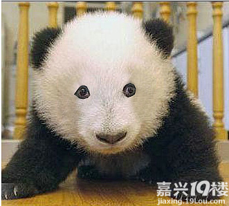 熊猫如果没有黑眼圈-我看见的-讲空头-嘉兴19楼