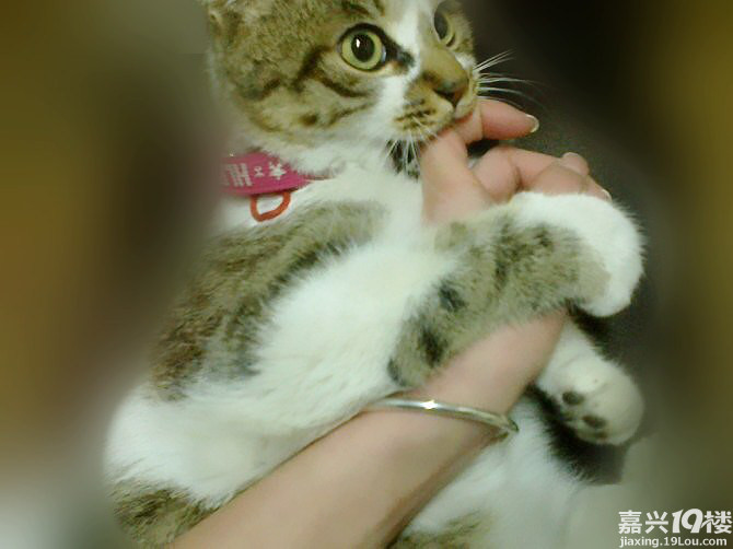 猫猫爱咬人,怎么办吖-讲空头-嘉兴19楼