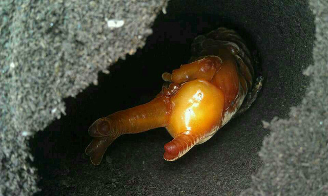 我的大毛二毛什么时候才可以发展到这样-南湖