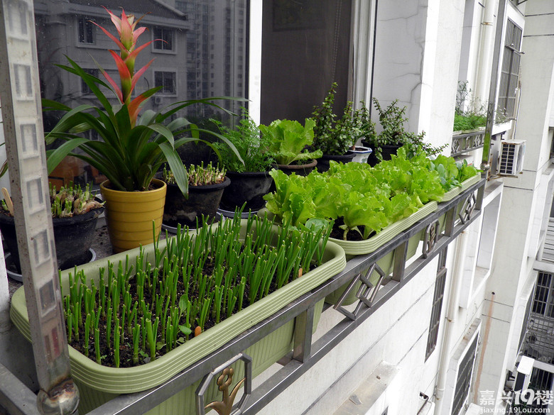 【博艺杯秀家大赛】+有机蔬菜窗台种!(3月31日