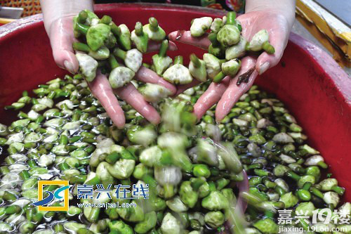 嘉兴南湖菱上市时间、价格、购买小贴士-早知