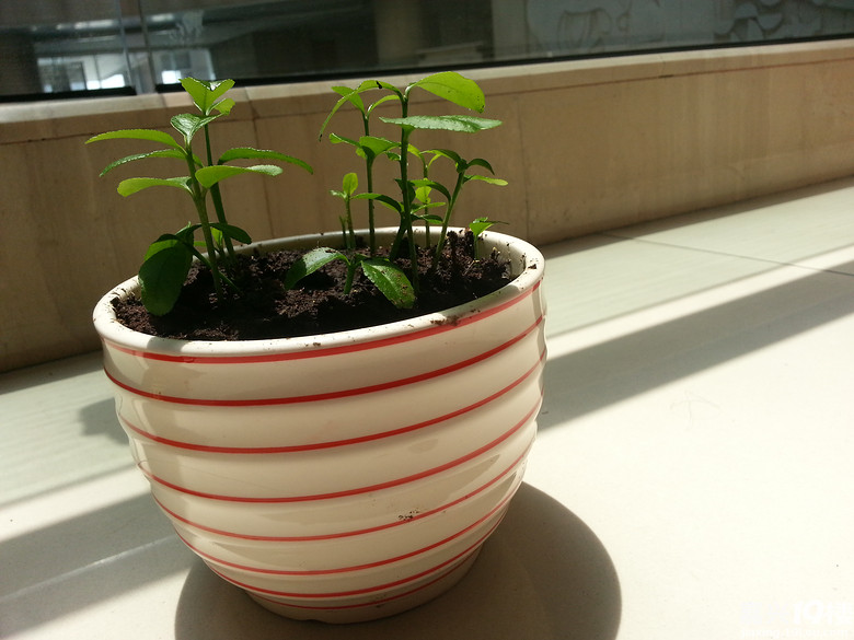 DIY自己动手种柠檬~长势喜人哦~-我也来侃侃-