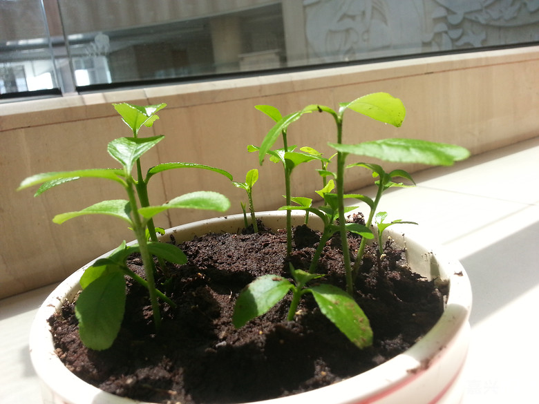 DIY自己动手种柠檬~长势喜人哦~-我也来侃侃-