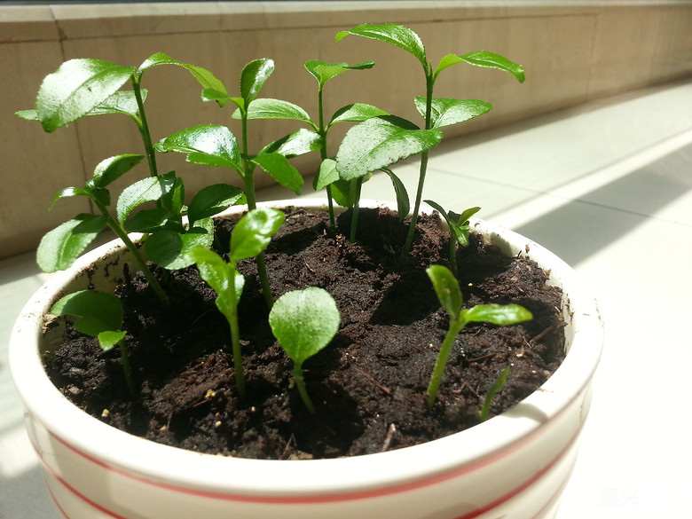 DIY自己动手种柠檬~长势喜人哦~-我也来侃侃-