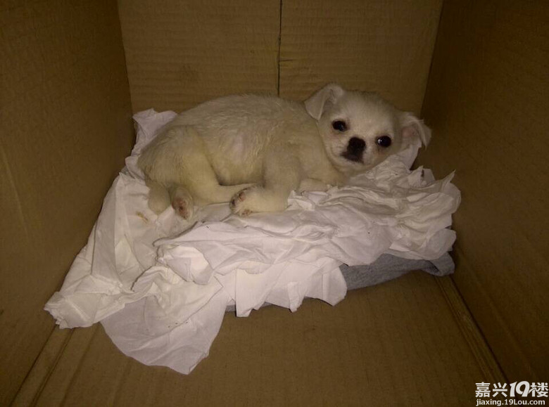 曝光!!!卖星期狗的无良卖家!!-早知道-讲空头-嘉兴19楼