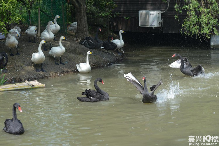 周末试水海宁假日牧场的冲关我最棒。-现场直播-讲空头-嘉兴19楼