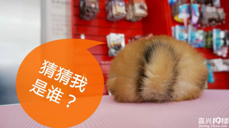 看图猜小动物-我看见的-讲空头-嘉兴19楼