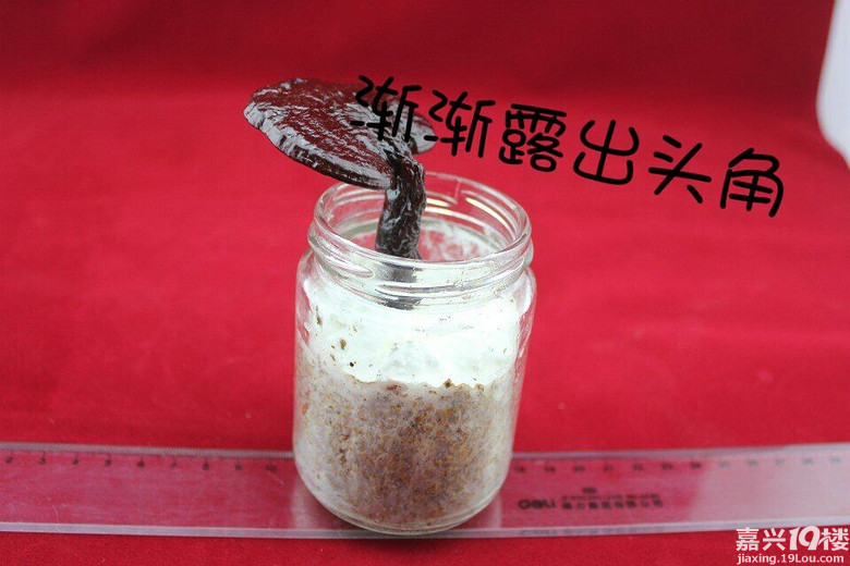 看看灵芝是怎么长大的(天气不错,出来晒晒)-我