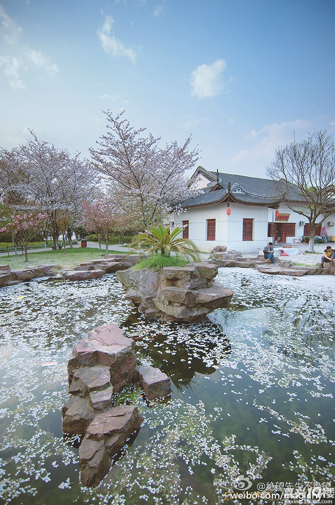 范蠡湖公园樱花最后的绚烂暴雨过后就要跟它再见了