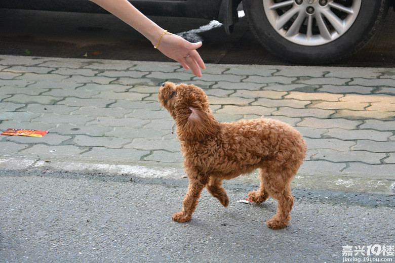 小泰迪犬在洪波宾馆门口走丢~急!着急!很着急