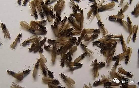 明年起平湖按标准收取白蚁防治费,快来看看你