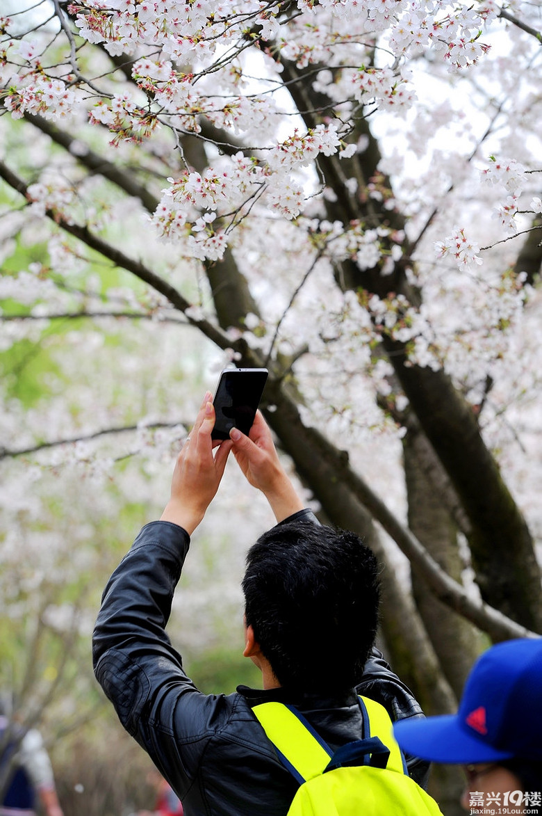 范蠡湖公园樱花盛开