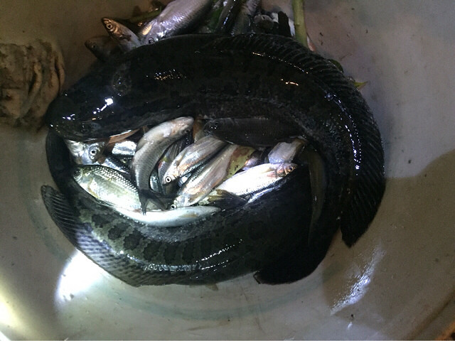 两条大黑不错的