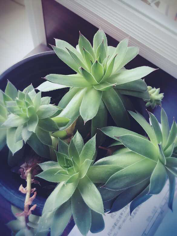 ��һ����ǿ������