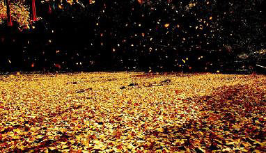 �쳾������-���������